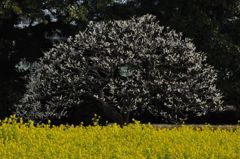 菜の花と梅の木