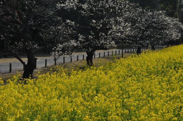 菜の花と梅の木