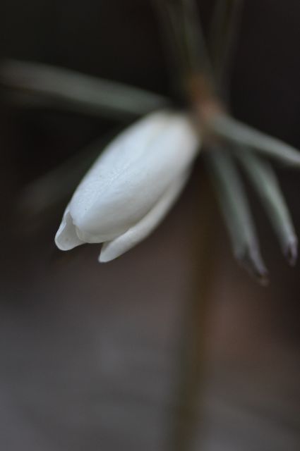 アズマイチゲの蕾