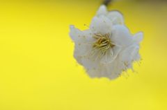 キイロに浮かぶ梅の花