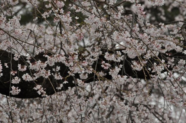 桜花爛漫