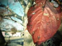 紅葉過ぎ