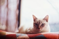 見つめるお猫様part4。
