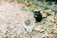 子猫。