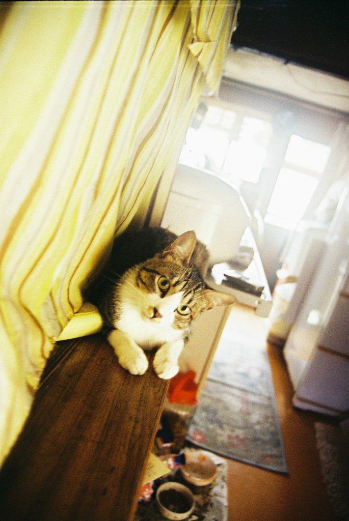 首をかしげるお猫様。