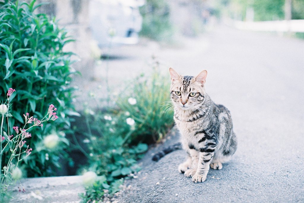 佇むお猫様。