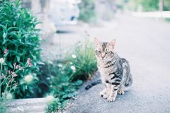 佇むお猫様。