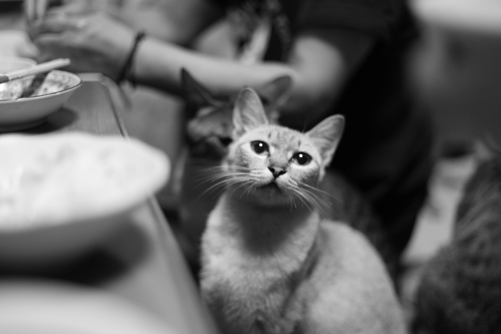 羨ましげなお猫様。