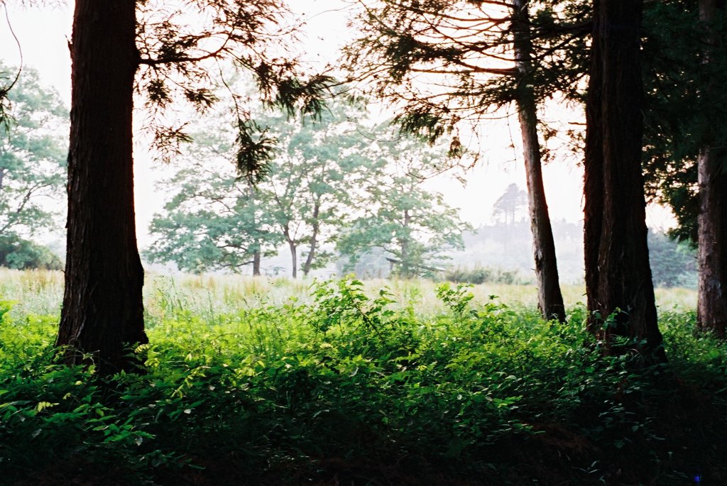 ｆｏｒｅｓｔ.