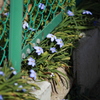 青い花。