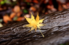 fallen leaf.