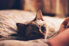 見つめるお猫様part2.