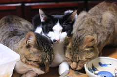 集まるお猫様方。
