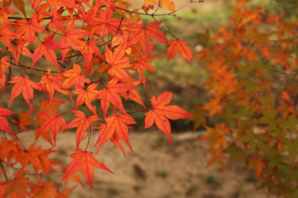 紅葉。