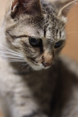 見つめるお猫様part3。