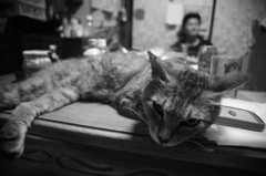 不機嫌なお猫様。