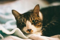 見つめるお猫様。