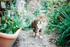 お猛ぶお猫様。
