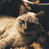 ダンディお猫様。