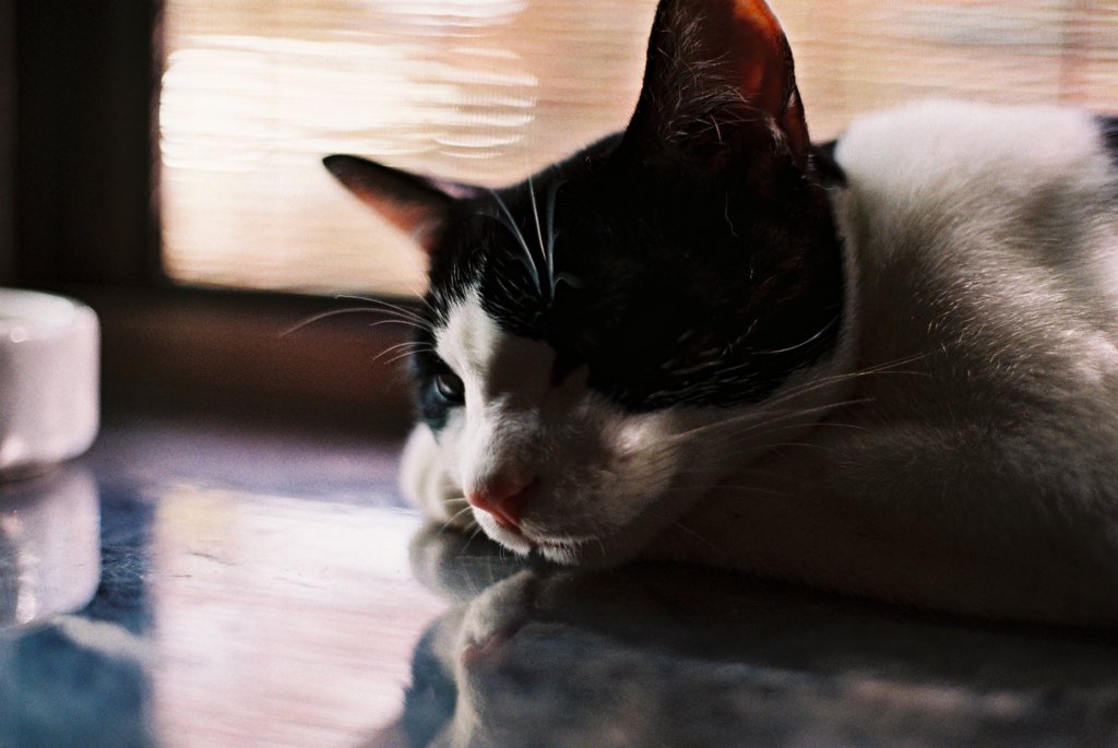 眠るお猫様。