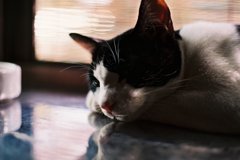 眠るお猫様。