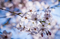 透け桜