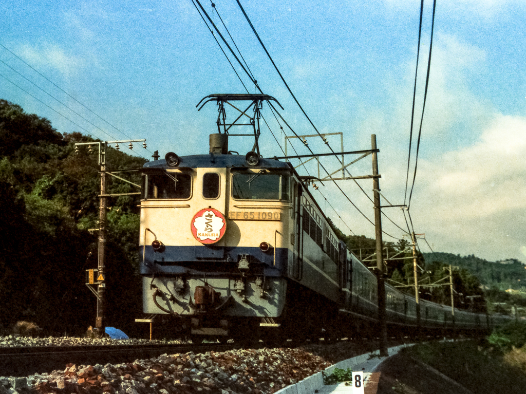 さくら・昭和59年