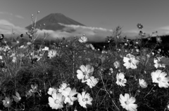 富士と秋桜