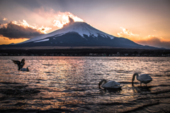 水鳥たちの夕餉