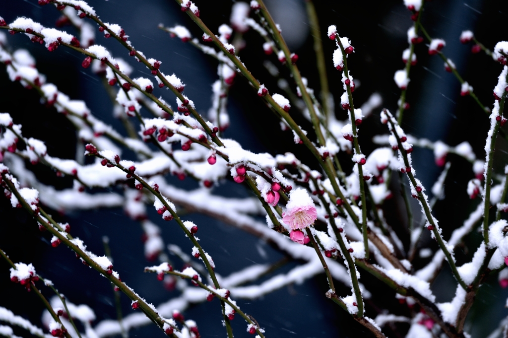 雪中梅