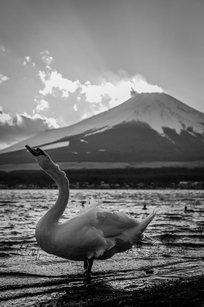 白鳥の湖