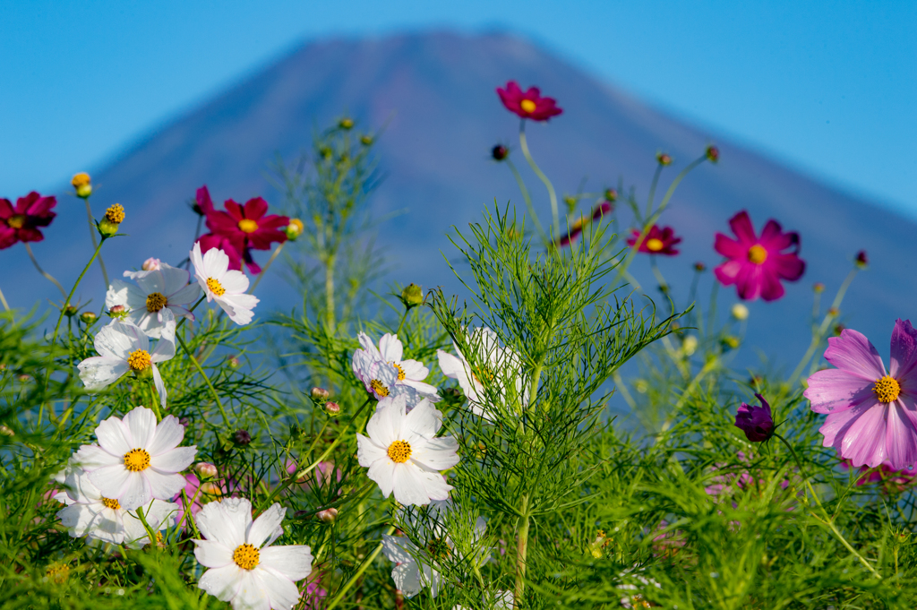 富嶽花模様