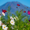 富嶽花模様