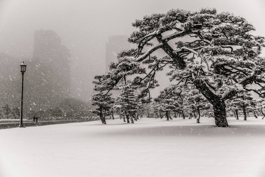 千代田城雪景・外苑の松