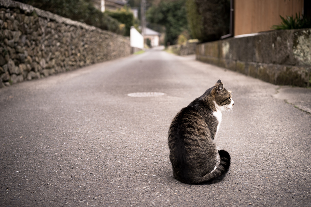 知覧の猫どん