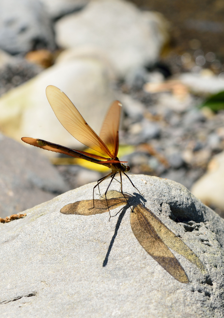 アサヒナカワトンボ