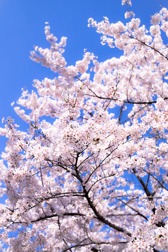 惜花3