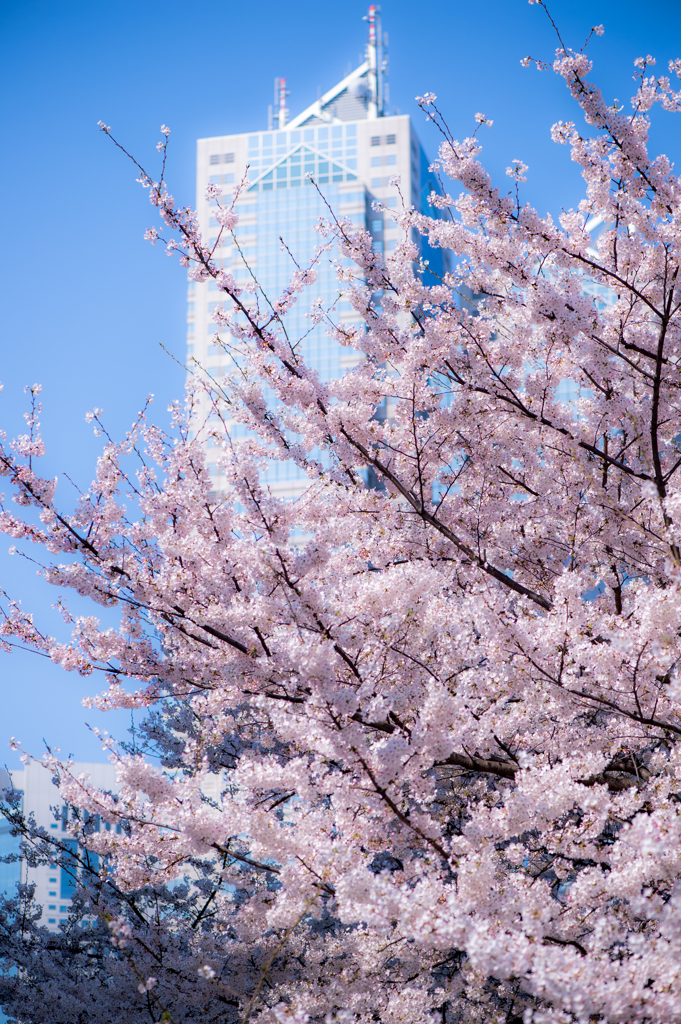 新宿の桜