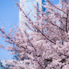 新宿の桜