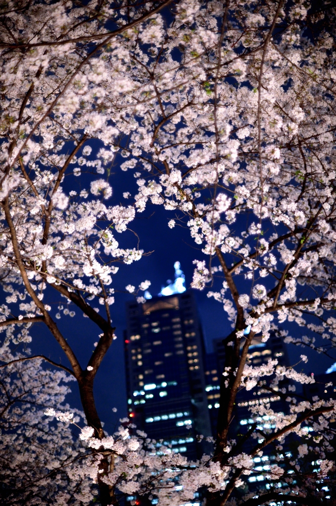 西新宿の夜桜