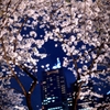 西新宿の夜桜