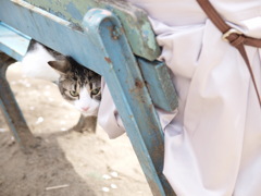 春と猫