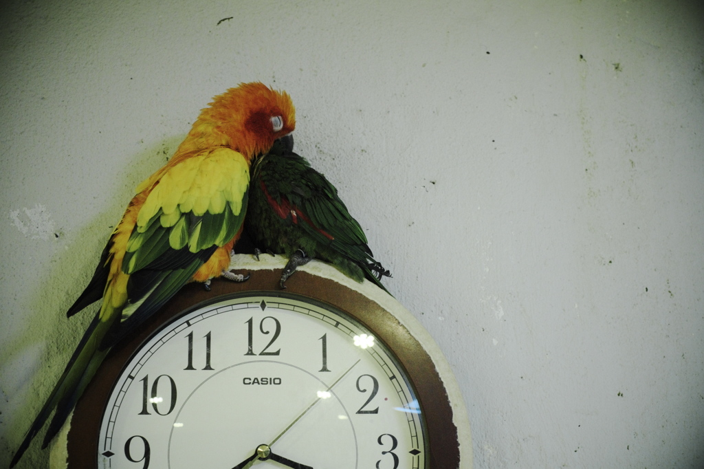鳥でもイチャイチャしてるってのに君らときたら…