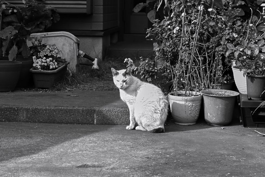 猫