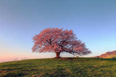 朝焼けの一本桜