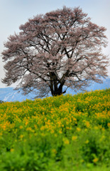 満開!!! 小岩井農場の一本桜