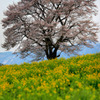 満開!!! 小岩井農場の一本桜