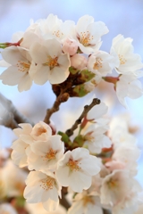 桜、来る!!! -4-