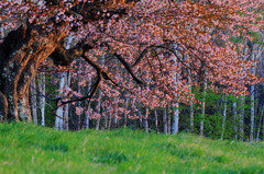 亀ヶ森の一本桜 2011