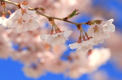 桜、来る!!! -3-